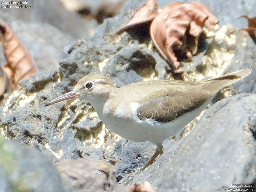 Spotted Sandpiperadult post breeding