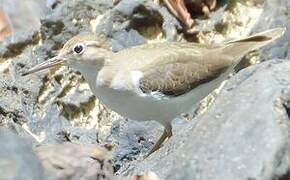 Spotted Sandpiper