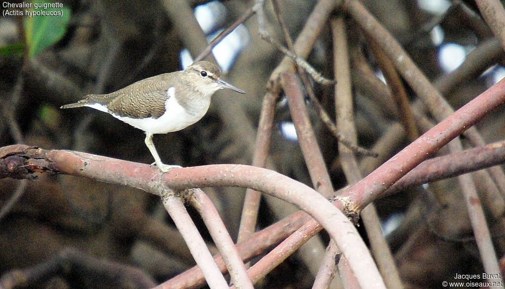 Common Sandpiperadult, identification, close-up portrait, habitat, aspect, pigmentation