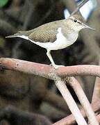 Common Sandpiper