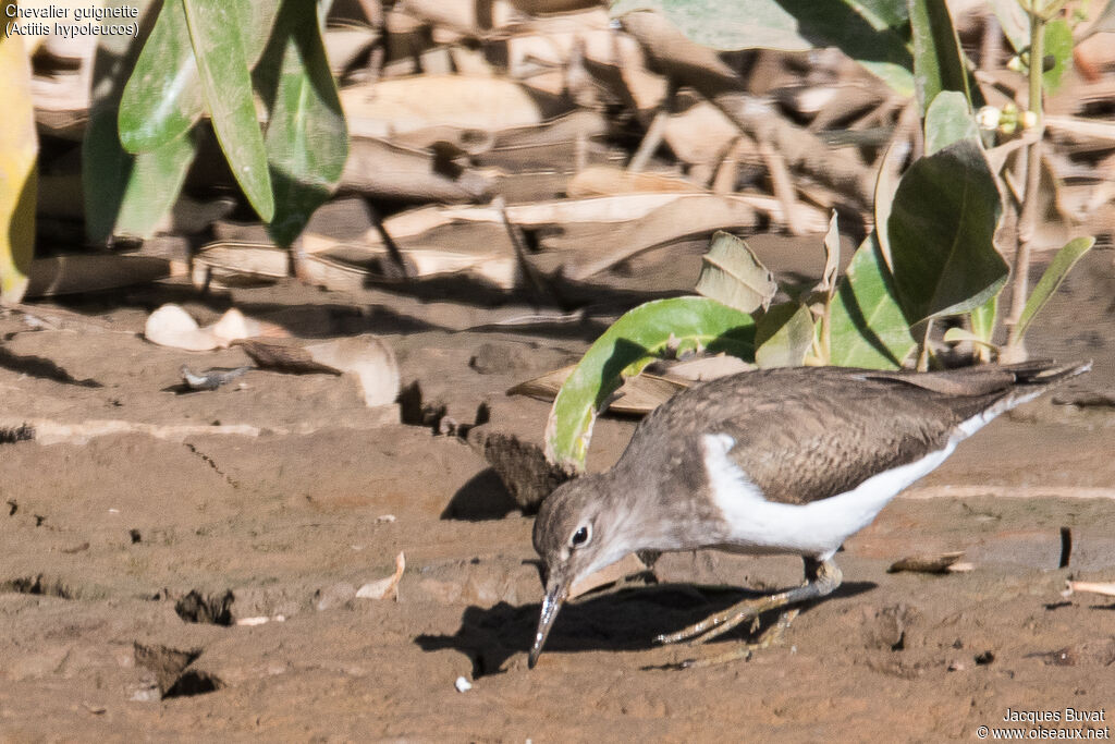 Common Sandpiperadult, identification, close-up portrait, habitat, aspect, pigmentation, walking, eats