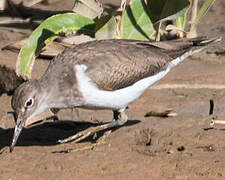 Common Sandpiper