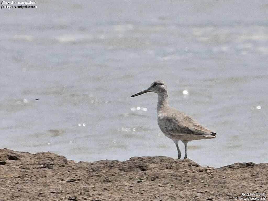 Willetadult, habitat, aspect, pigmentation