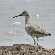 Willet