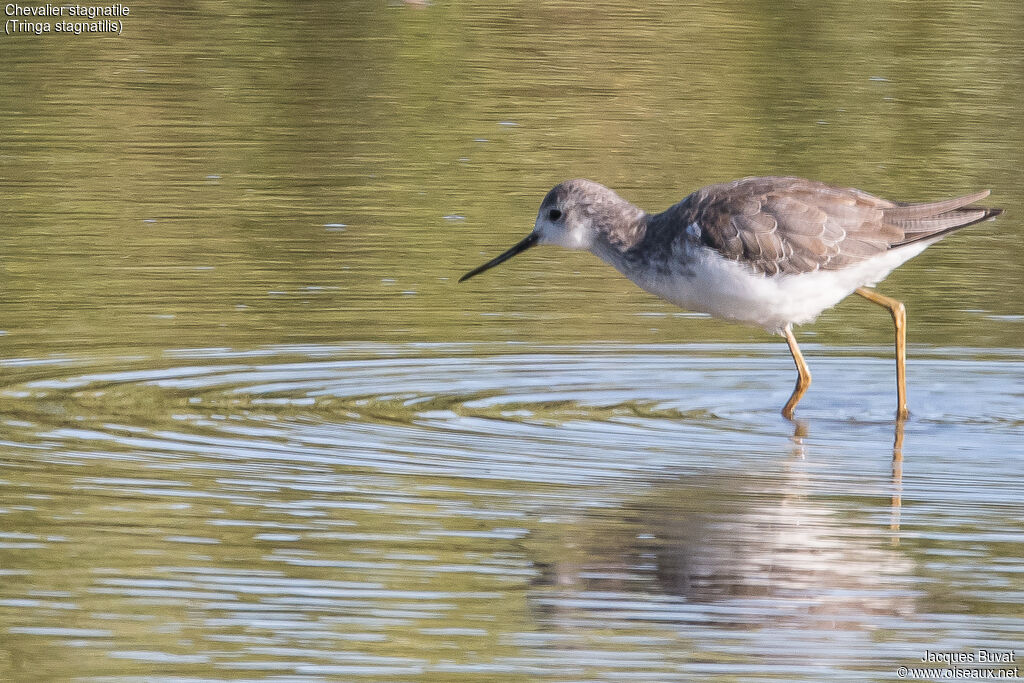 Marsh Sandpiperadult post breeding, identification, aspect, pigmentation, walking, fishing/hunting