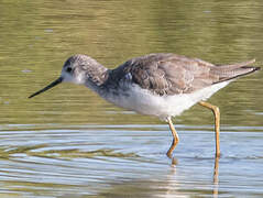 Marsh Sandpiper