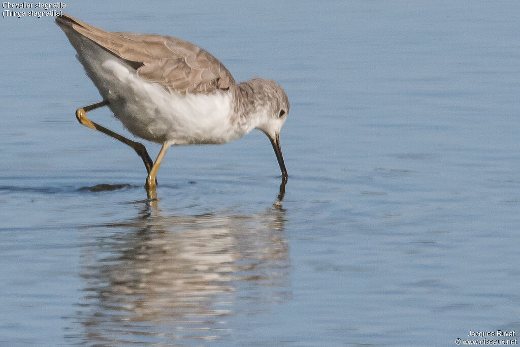 Marsh Sandpiperadult post breeding, aspect, pigmentation, fishing/hunting