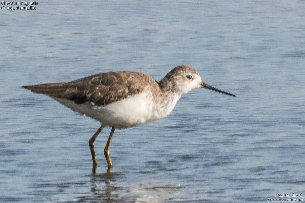 Marsh Sandpiperadult post breeding, aspect, pigmentation, walking