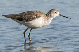 Marsh Sandpiper