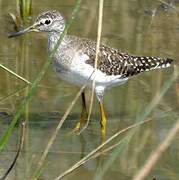 Wood Sandpiper