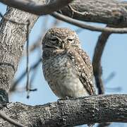 Spotted Owlet