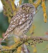 Little Owl