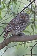 Little Owl