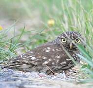 Little Owl