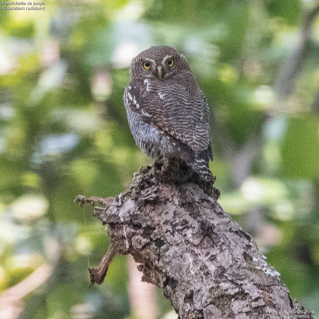 Jungle Owletadult, close-up portrait, aspect, pigmentation