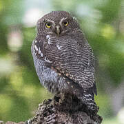 Jungle Owlet