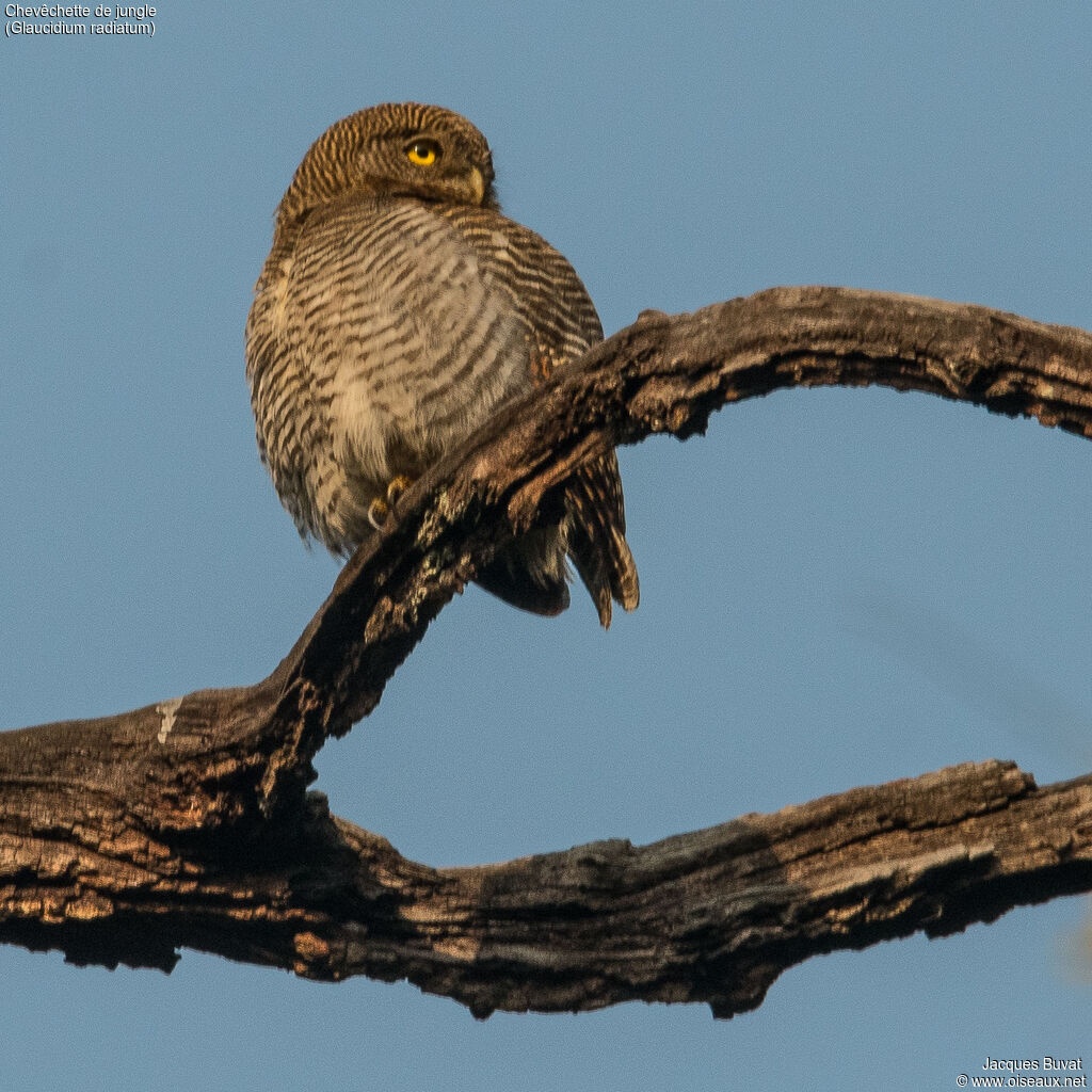 Jungle Owletadult, identification, aspect, pigmentation