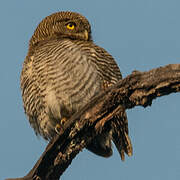 Jungle Owlet