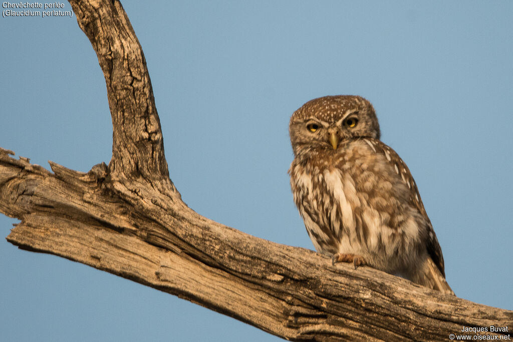 Pearl-spotted Owletadult