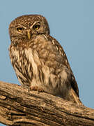 Pearl-spotted Owlet