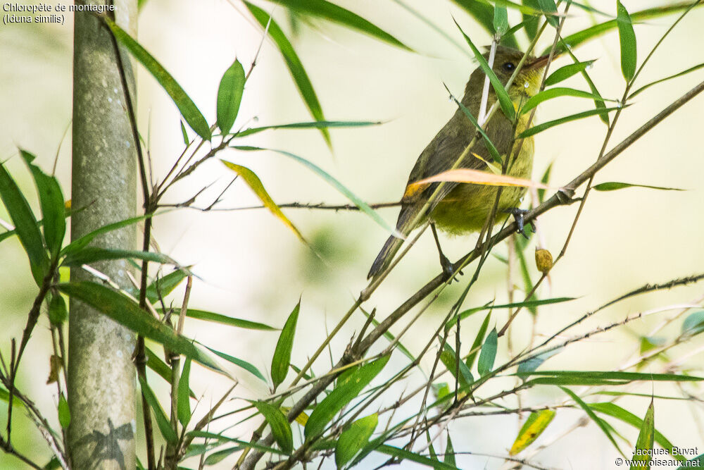 Mountain Yellow Warbleradult