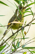 Mountain Yellow Warbler