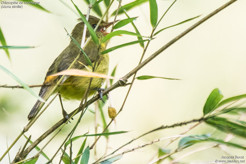 Mountain Yellow Warbleradult