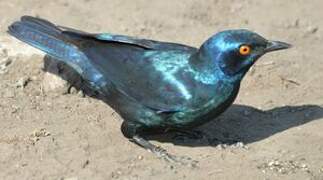 Cape Starling