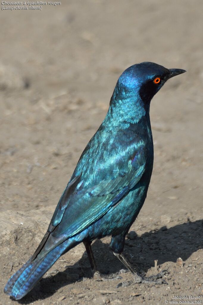 Choucador à épaulettes rougesadulte