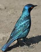 Cape Starling