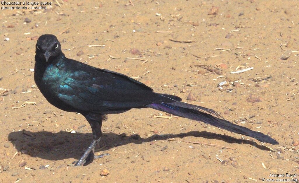 Long-tailed Glossy Starlingadult