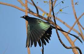 Long-tailed Glossy Starling