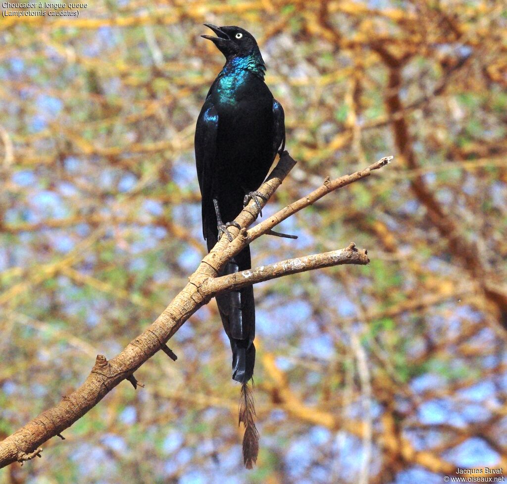 Long-tailed Glossy Starlingadult