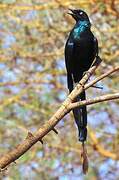 Long-tailed Glossy Starling