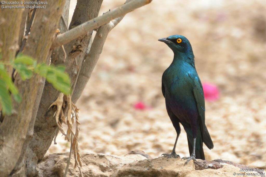 Greater Blue-eared Starlingadult