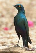 Greater Blue-eared Starling