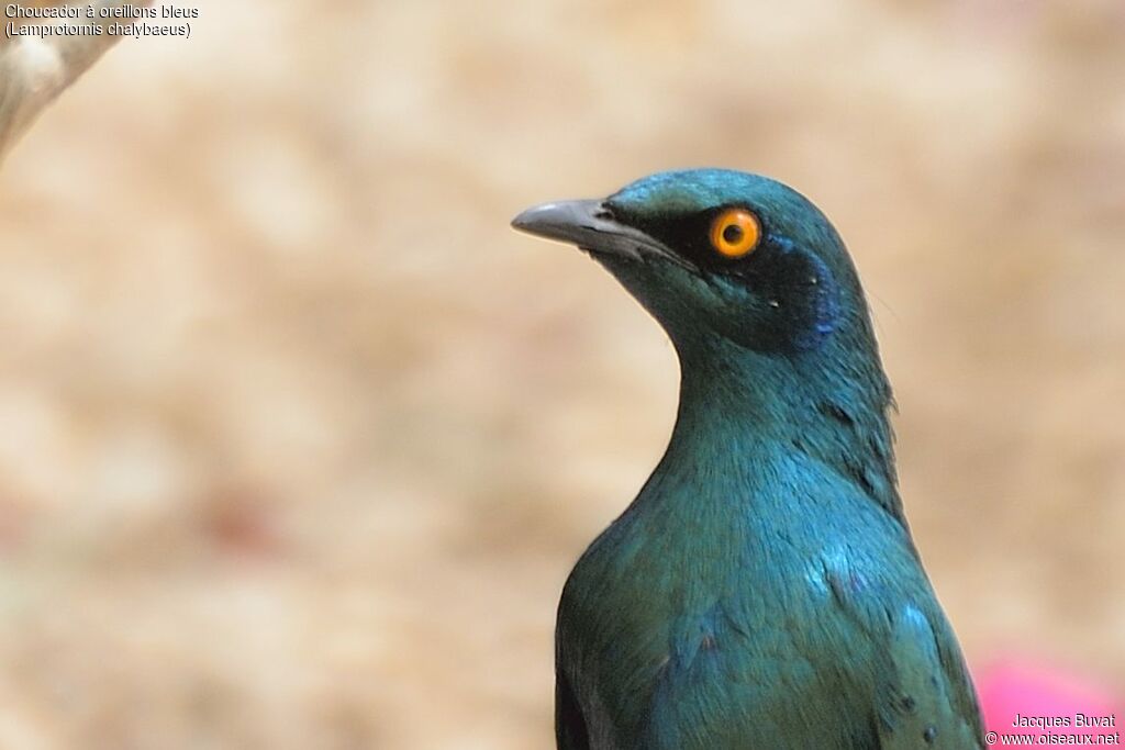 Greater Blue-eared Starlingadult