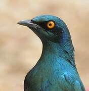 Greater Blue-eared Starling