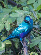 Greater Blue-eared Starling