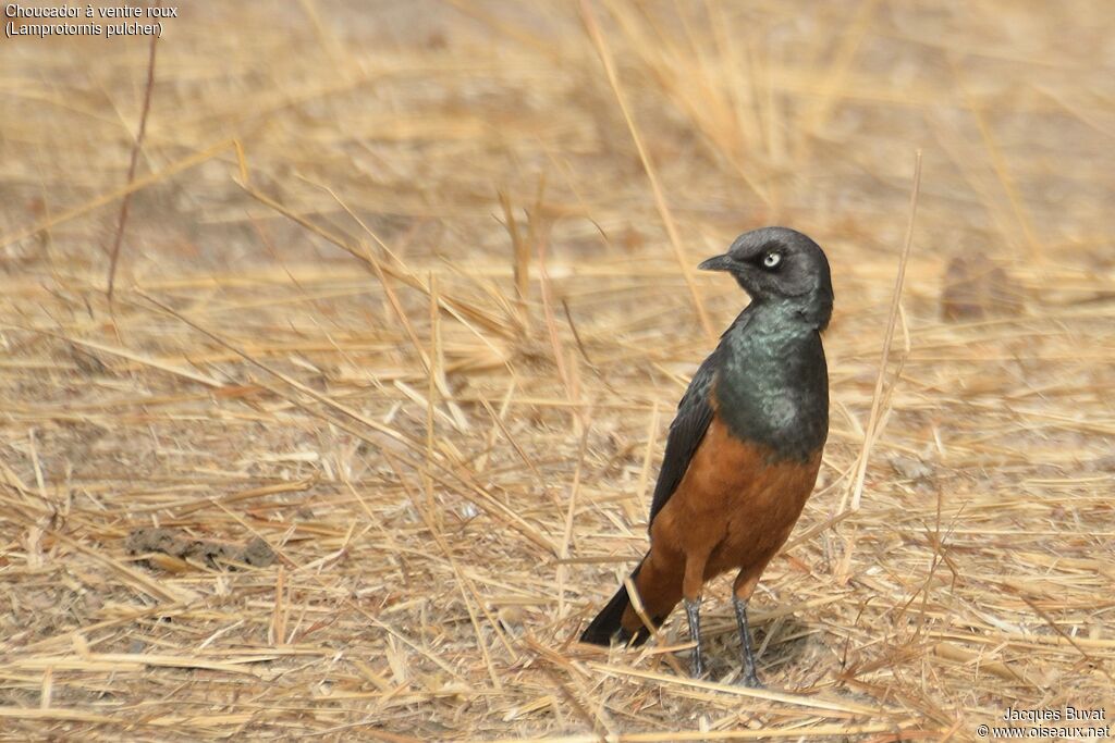 Chestnut-bellied Starlingadult breeding