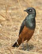 Chestnut-bellied Starling