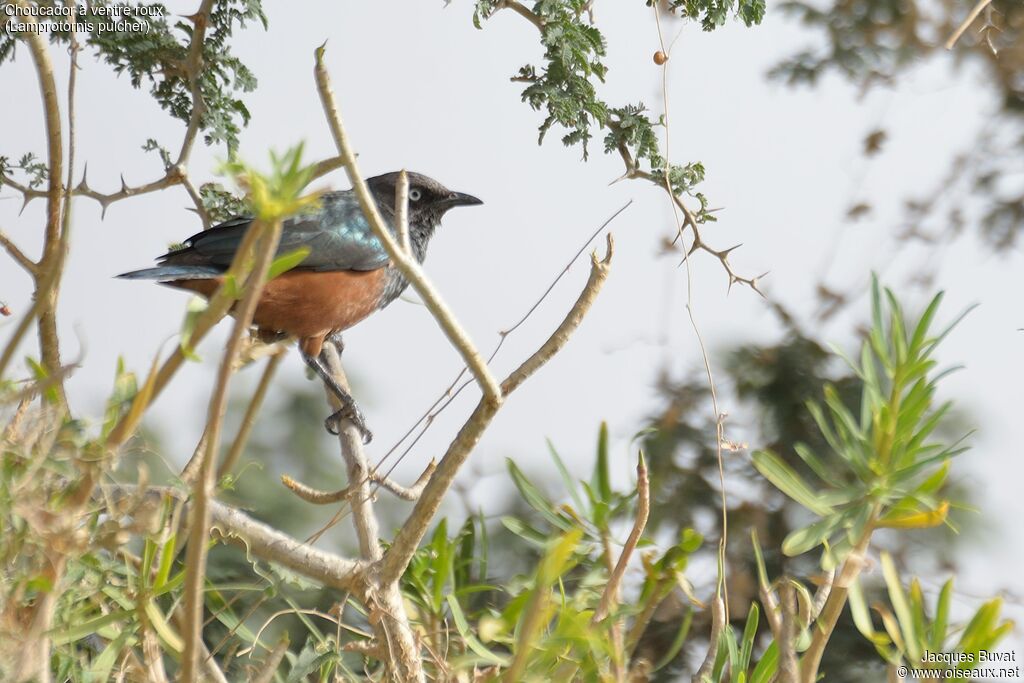 Chestnut-bellied Starling