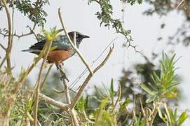 Chestnut-bellied Starling