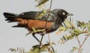 Chestnut-bellied Starling