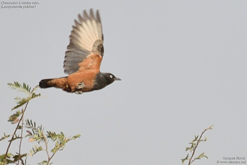 Chestnut-bellied Starlingadult breeding