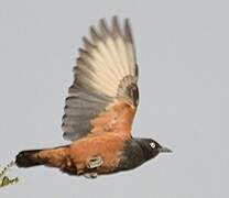 Chestnut-bellied Starling