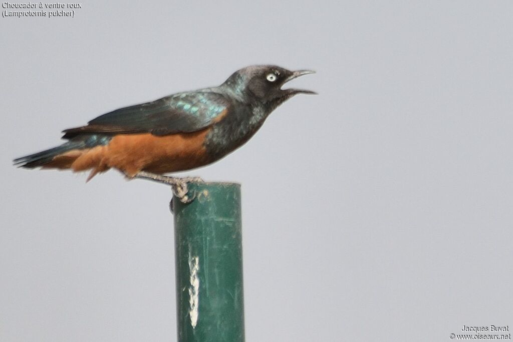 Chestnut-bellied Starlingadult breeding