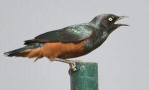 Chestnut-bellied Starling