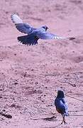 Chestnut-bellied Starling