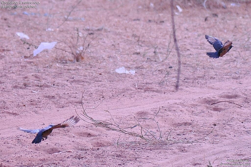 Chestnut-bellied Starlingadult